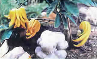 Flea's Garden